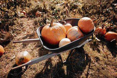 Autumn PYO Farms Across Britain: Garsons, Cammas Hall, Pippins and Priory , Eight Tested for Pumpkin and Apple Picking With Kids Under Ten hero