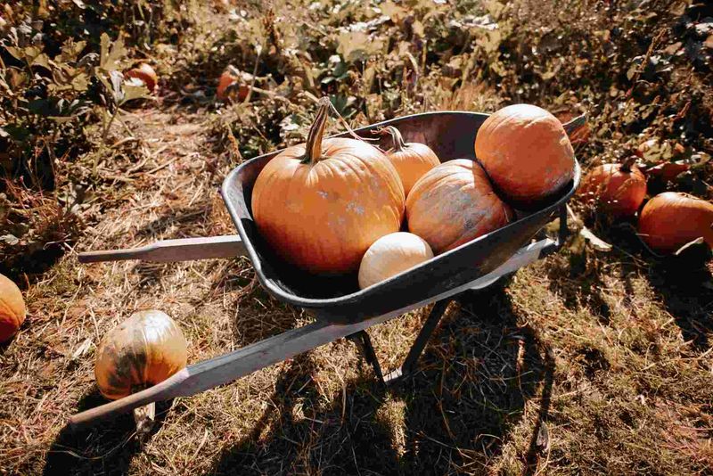 Autumn PYO Farms Across Britain: Garsons, Cammas Hall, Pippins and Priory , Eight Tested for Pumpkin and Apple Picking With Kids Under Ten hero